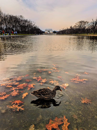 Solo Duck on water in Washington Dc