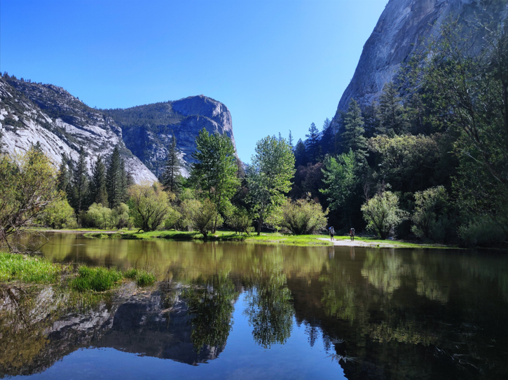 Trees near the mountains pic